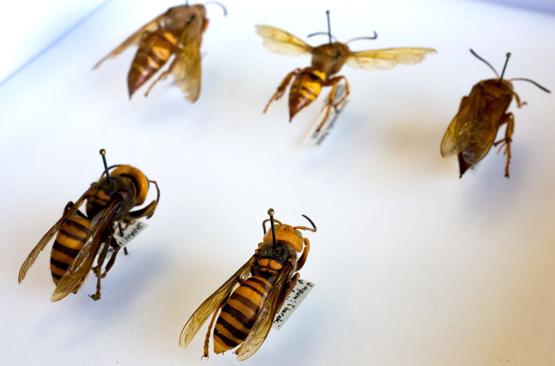 Murder Hornets